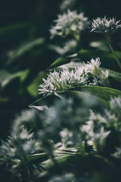 Základová fotografie zdarma na téma bílé květy, divoký česnek, flóra