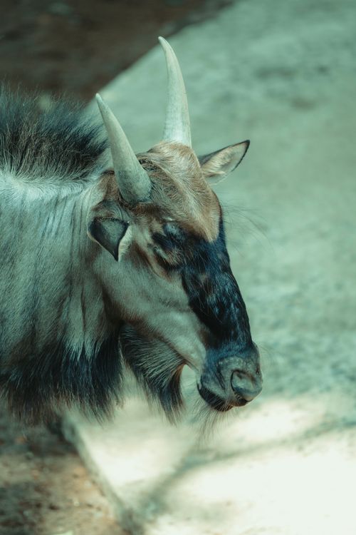 Free Close-up of a blue wildebeest in its natural habitat outdoors. Stock Photo