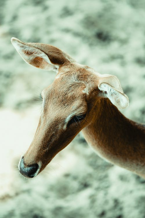 Gratis stockfoto met dierenfotografie, dierenkop, eld s herten