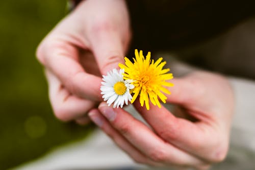 Photos gratuites de amour, belle fleur, brouiller