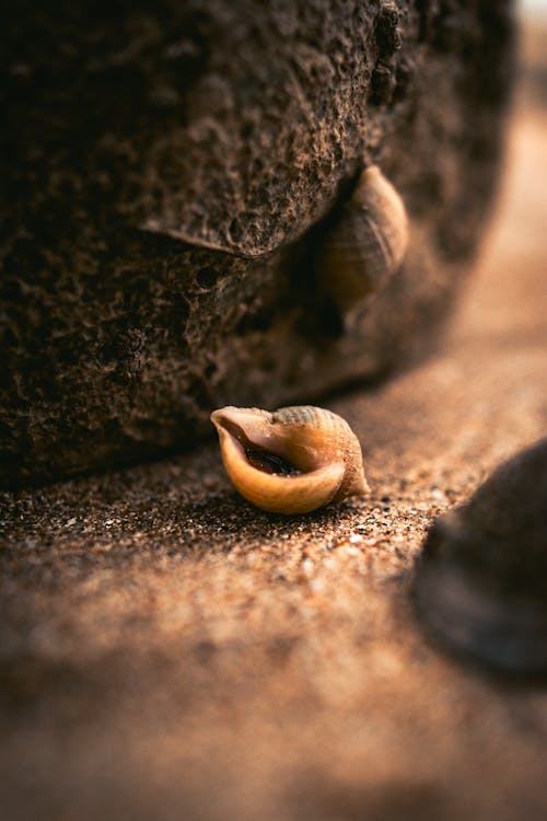 A snail is sitting on the sand next to a rock