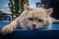一只毛茸茸的姜黄色猫正悠闲地躺在户外的蓝色桌子上