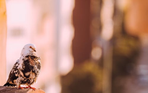 Weiße Und Schwarze Taube Auf Selektiver Fokusfotografie