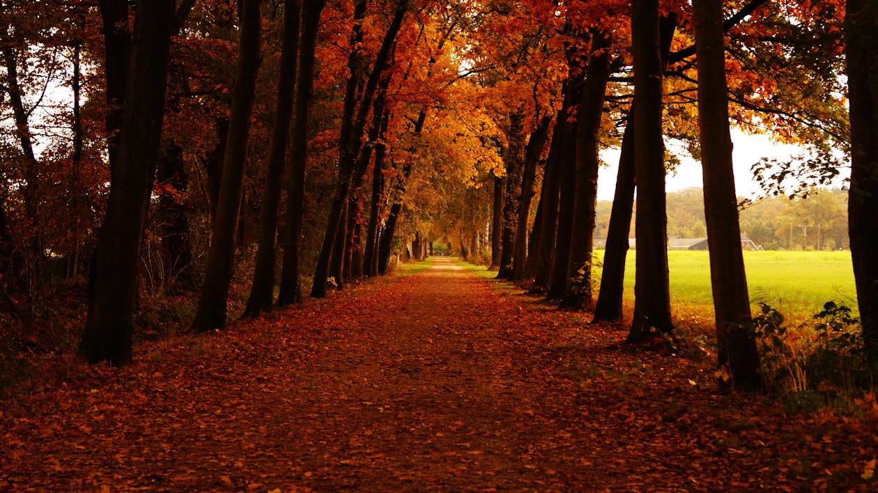 Empty Road in Between Trees