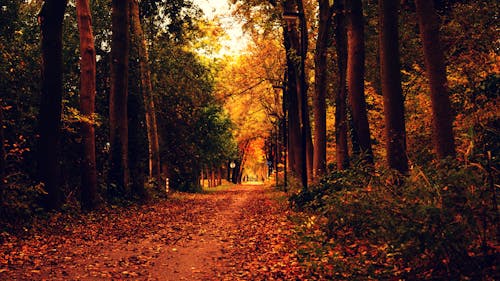 Free Leaf Covered Pathway in Between Trees Stock Photo