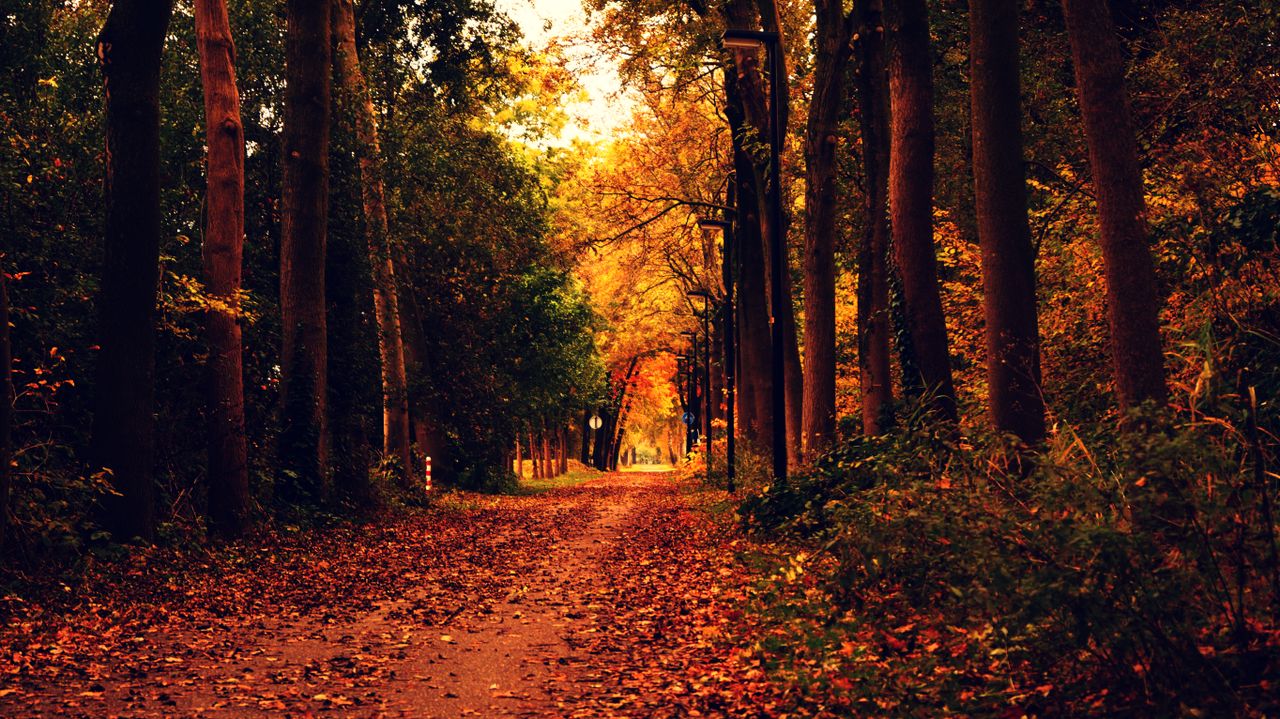 a tranquil forest path covered in vibrant autumn leaves perfect for a
