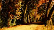 宁静的小路被生机勃勃的树叶包围，秋景迷人