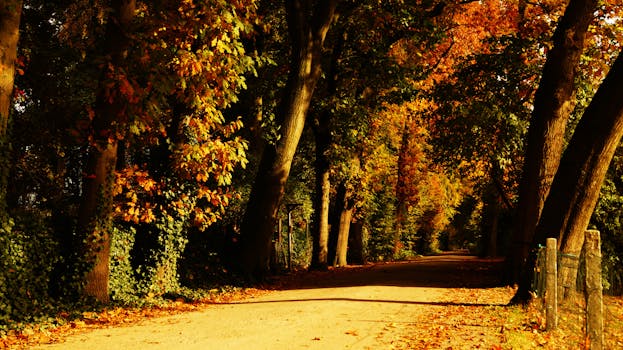 宁静的小路被生机勃勃的树叶包围，秋景迷人