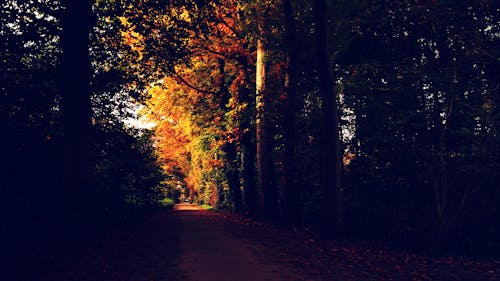 Fotobanka s bezplatnými fotkami na tému stromy