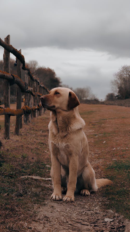 Photo of james, a labrador retriever, in kenya, africa