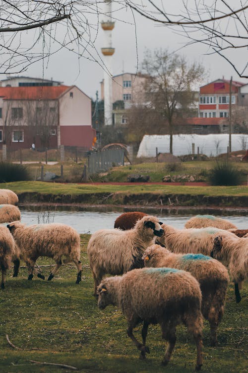 binalar, çayır, çiftlik hayvanları içeren Ücretsiz stok fotoğraf