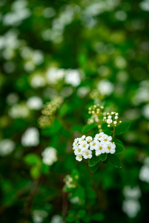 Kostenloses Stock Foto zu baum, blatt, blume