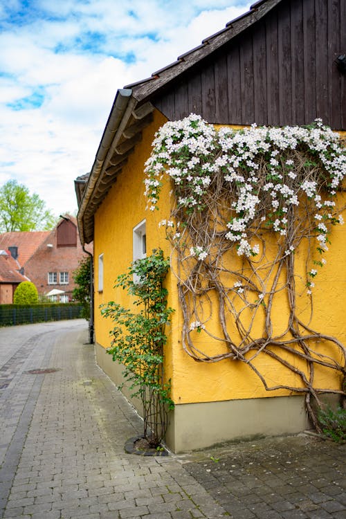 Gratis lagerfoto af blomster, bygning, gul