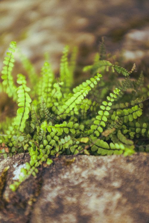 Free Vibrant green fern growing on a rugged stone surface, showcasing nature's beauty. Stock Photo