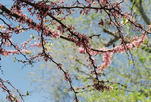 Free A tree with pink flowers and green leaves Stock Photo