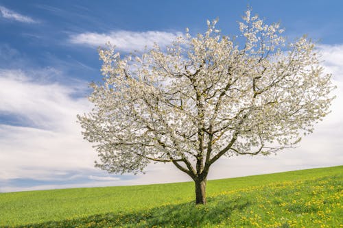 Free Lonely Tree on a Field  Stock Photo