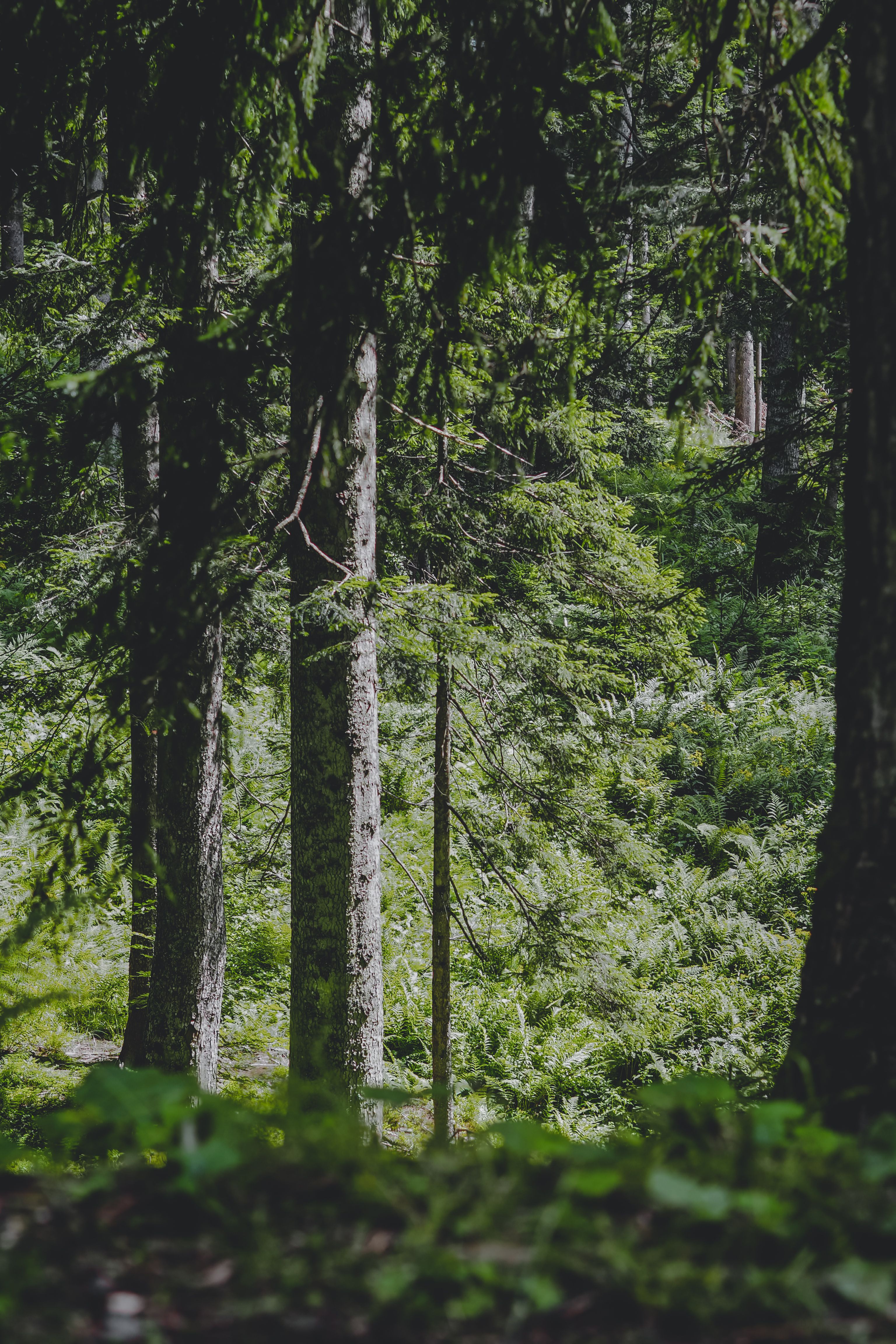 Shrubs in Sunlight in Forest · Free Stock Photo