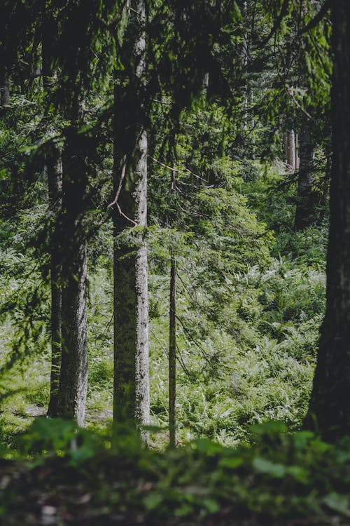 Foto profissional grátis de arbustos, árvores, de madeira