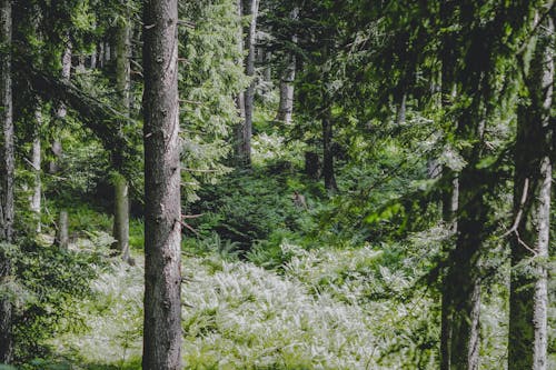 Ilmainen kuvapankkikuva tunnisteilla auringonvalo, baari, lehdet