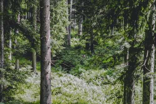 Free Scenic view of a dense, lush green forest with trees and shrubs. Stock Photo