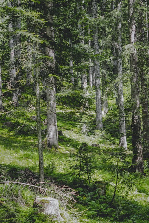 A forest with trees and grass on the ground