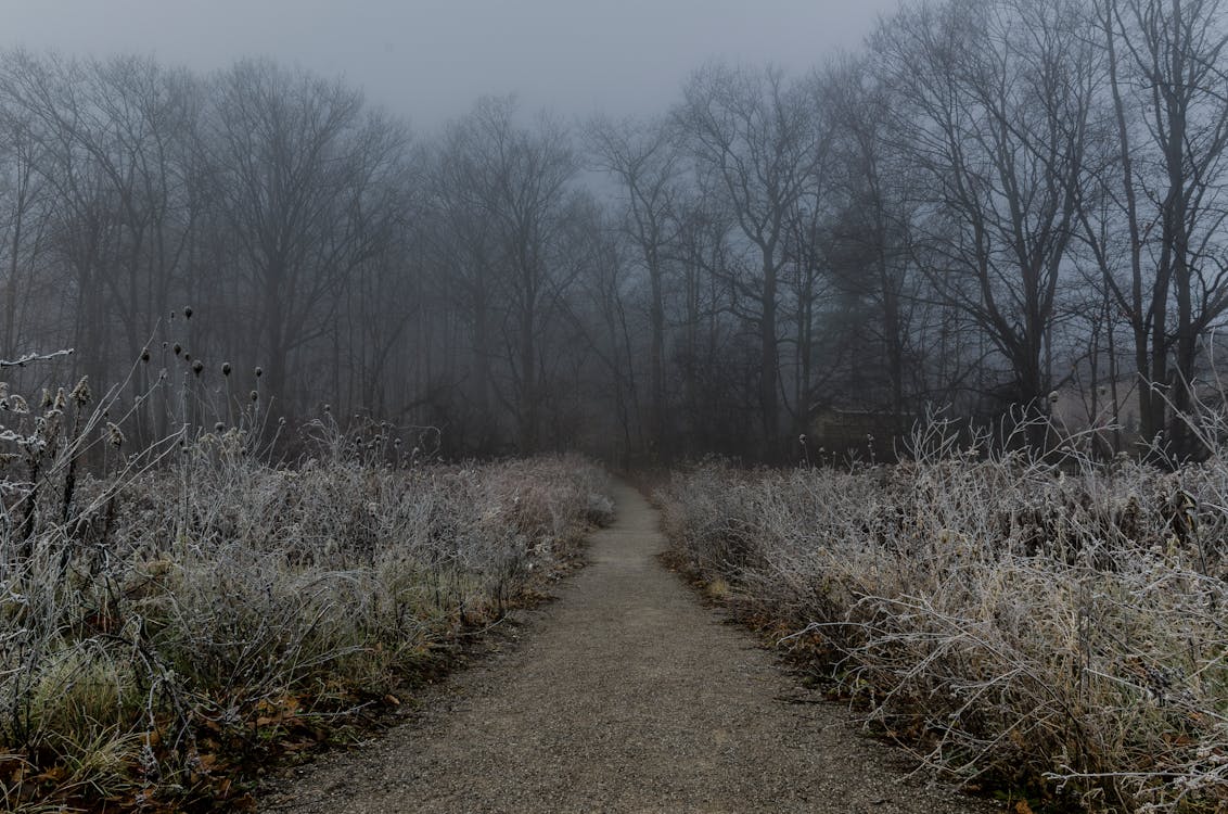 Free stock photo of early morning, fog, forest