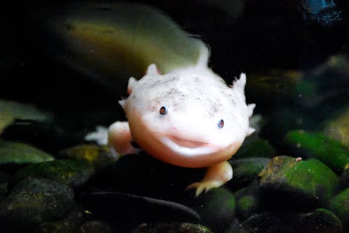 คลังภาพถ่ายฟรี ของ axolotl น่ารัก, กลางแจ้ง, การถ่ายภาพสัตว์