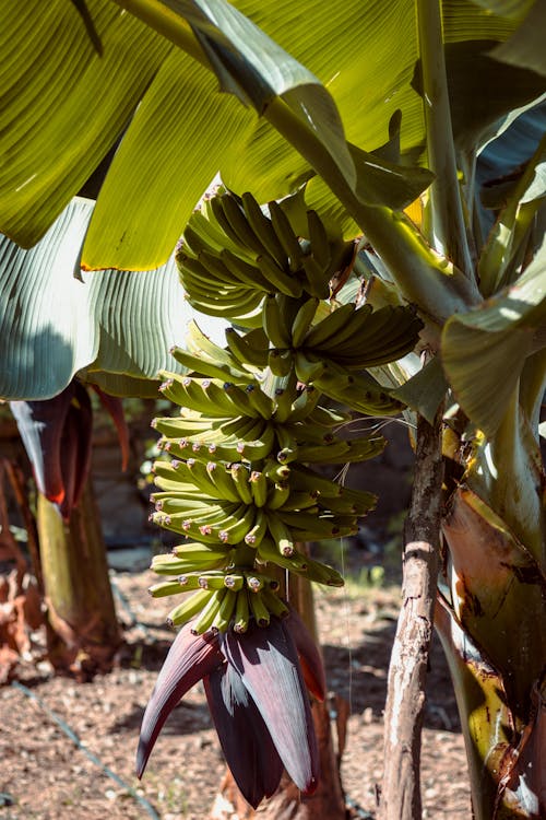 Imagine de stoc gratuită din agricultură, arbore, banană