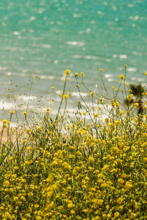 A field of yellow flowers near the ocean