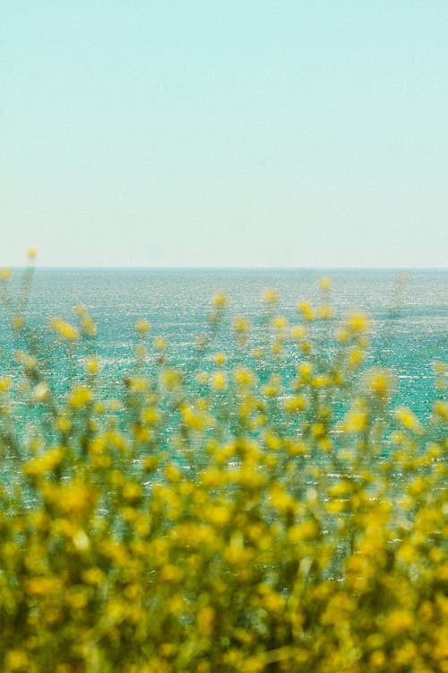 A view of the ocean with yellow flowers