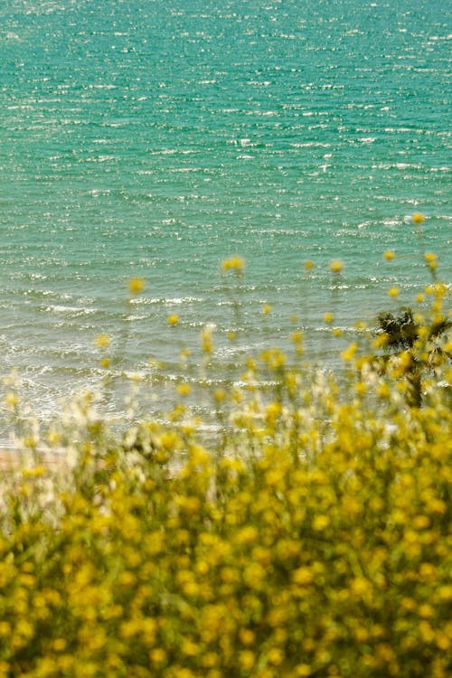 A person standing on a beach with yellow flowers
