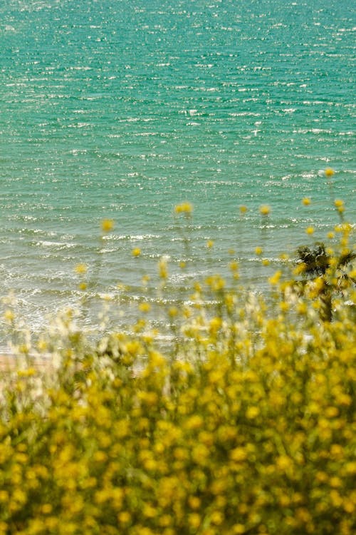 Photos gratuites de brillant, clairière, eau