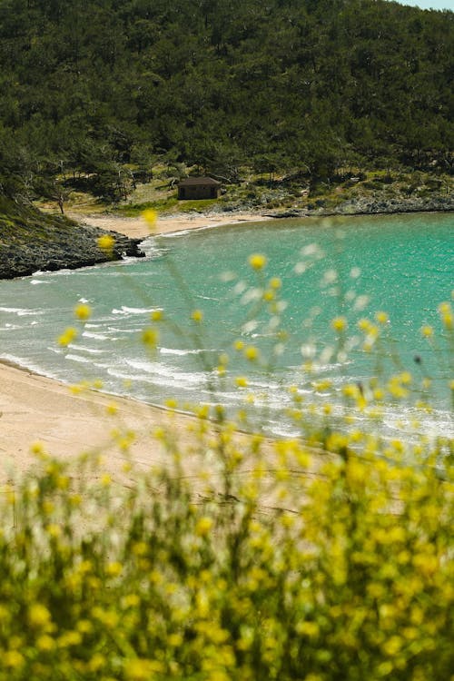 A beach with yellow flowers and green grass