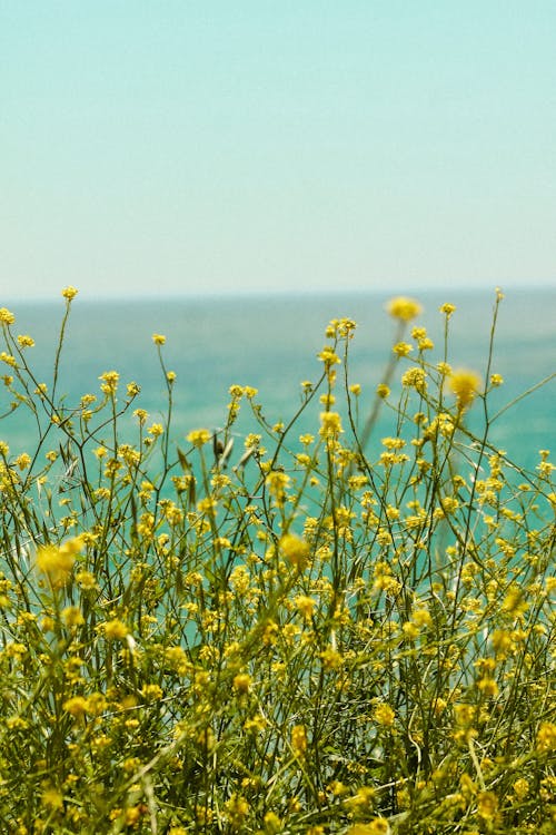 A field of yellow flowers with the ocean in the background