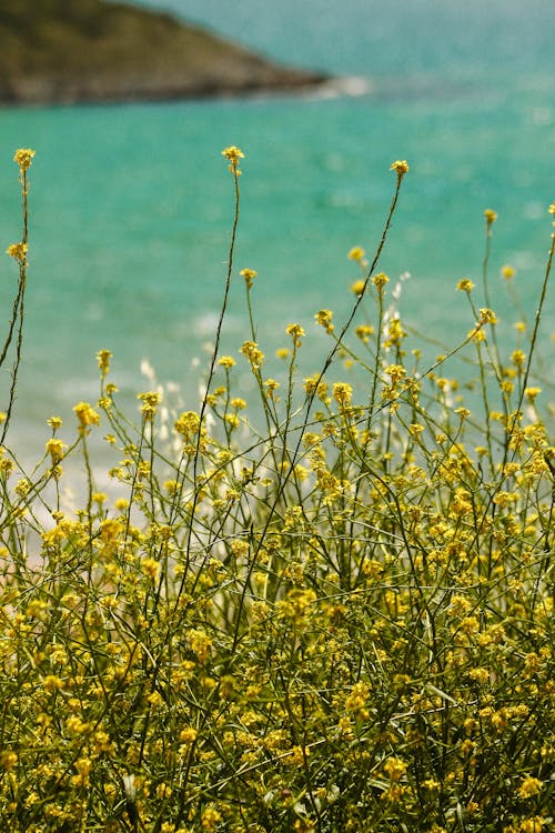 A field of yellow flowers near the ocean