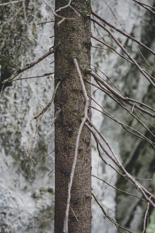 Foto profissional grátis de arbustos, árvore, casca