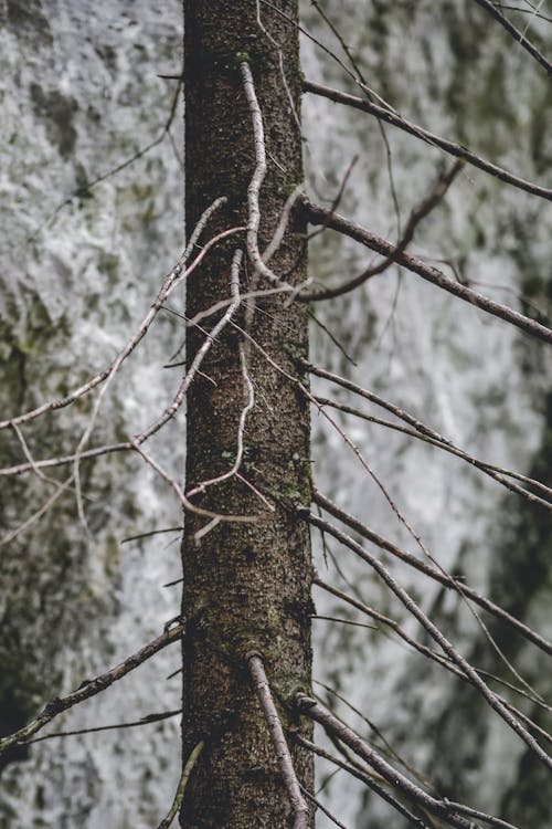 Foto d'estoc gratuïta de arbre, bagul, bosc