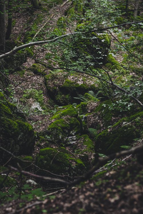 Free Discover a serene forest with moss-covered rocks and lush greenery, perfect for nature lovers. Stock Photo