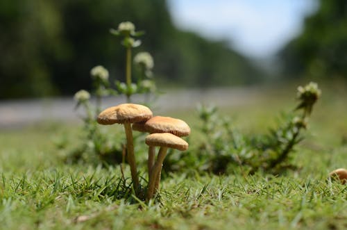 Gratis stockfoto met champignons, fabrieken, gras