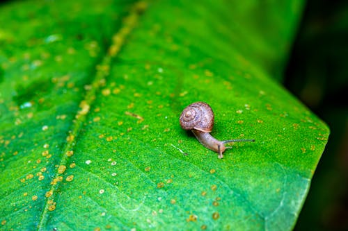 Foto profissional grátis de biodiversidade, caracol, fechar-se