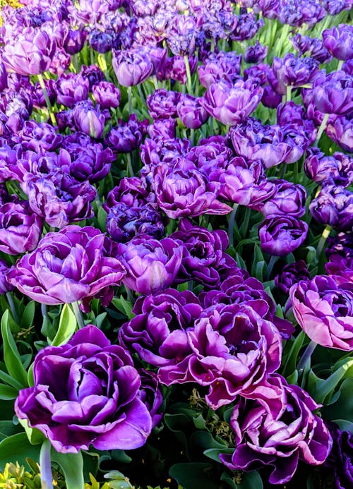 Fotos de stock gratuitas de bonito, botánico, brillante