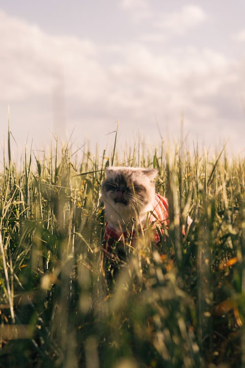 A cat in a field with grass and tall grass
