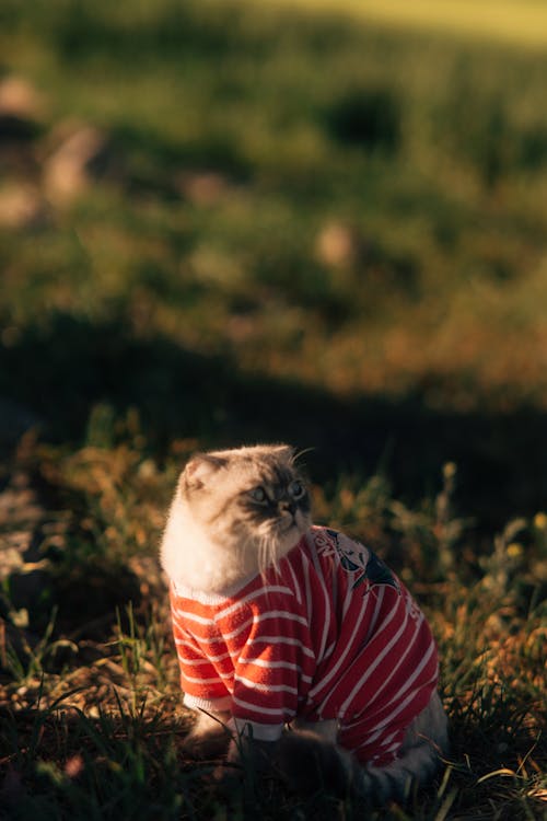 A cat wearing a red and white striped shirt