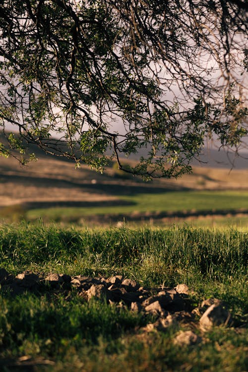 Free A tree in the middle of a field with a stone wall Stock Photo