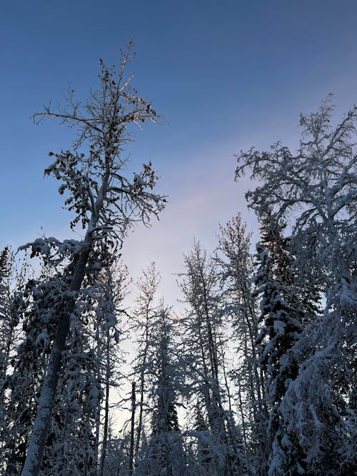 Foto d'estoc gratuïta de arbres, bosc, cel clar