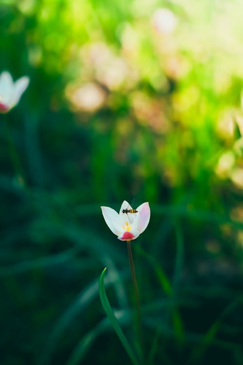 Bee Flying over Flower