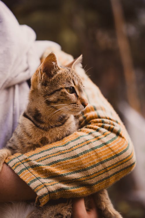 Foto stok gratis anak kucing, binatang, bulu