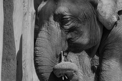 Imagine de stoc gratuită din african elefant, alb-negru, animal