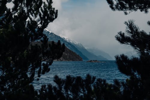 Free A view of the ocean and mountains from a pine tree Stock Photo