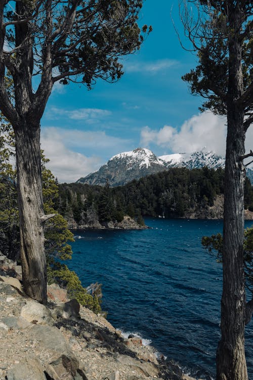 Foto d'estoc gratuïta de a l'aire lliure, aigua, arbre